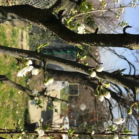 Mercan Villam Nocleg ze śniadaniem