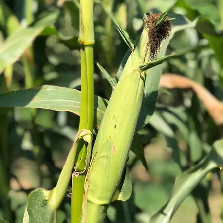 Nocleg ze śniadaniem Mercan Villam