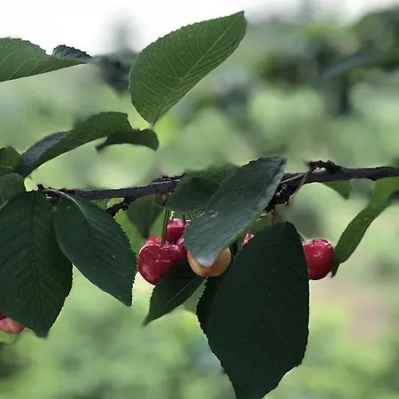 Mercan Villam Nocleg ze śniadaniem *