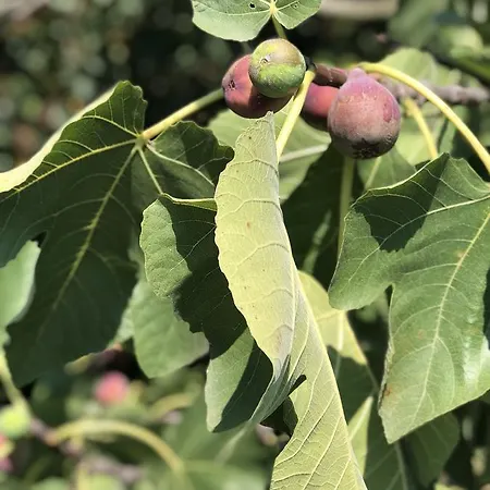Nocleg ze śniadaniem Mercan Villam Sapanca