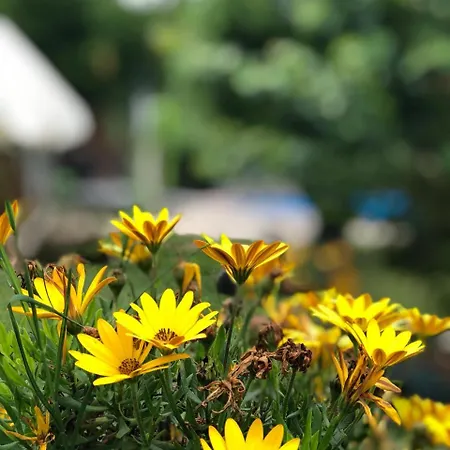 Mercan Villam Nocleg ze śniadaniem Sapanca