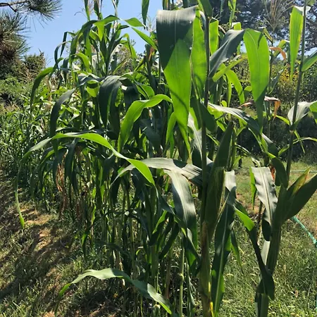 Mercan Villam Nocleg ze śniadaniem Sapanca