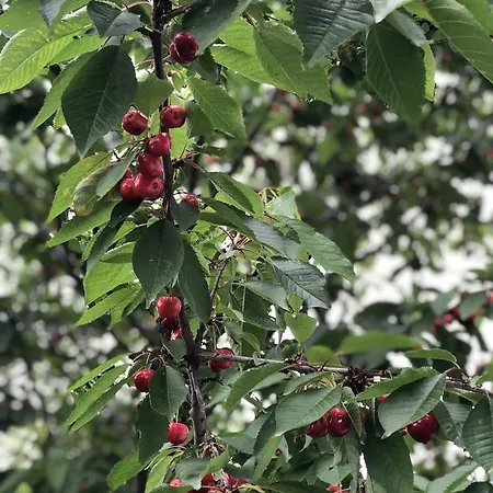 Mercan Villam Nocleg ze śniadaniem