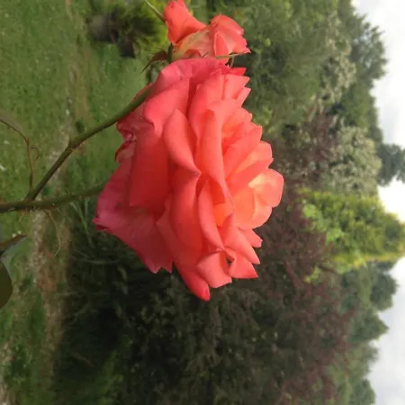 Mercan Villam * Sapanca