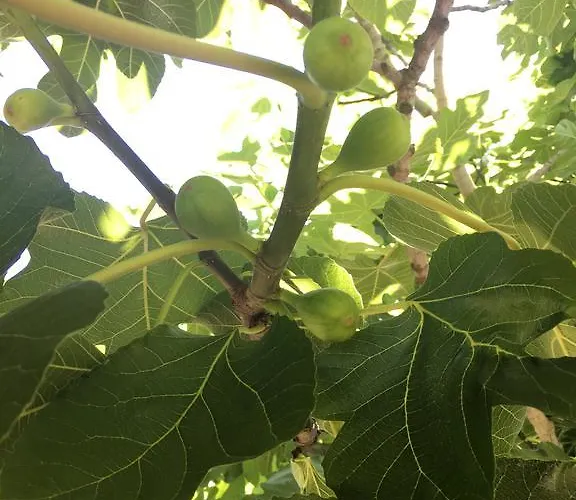 Mercan Villam Сапанча