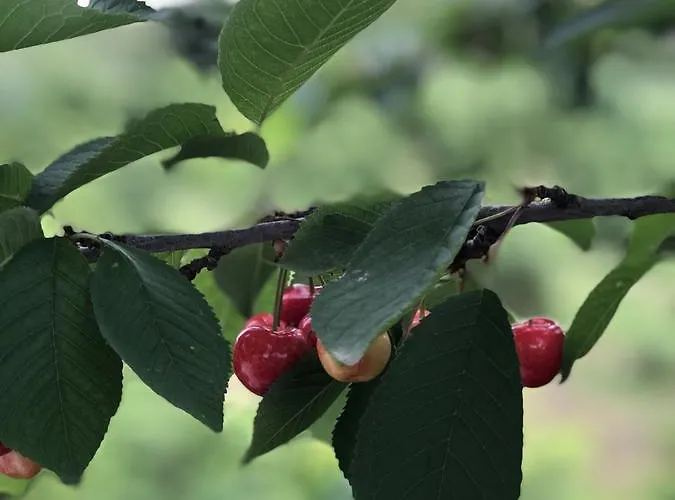 Mercan Villam Отель типа 