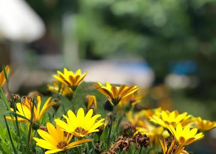 Mercan Villam Отель типа 