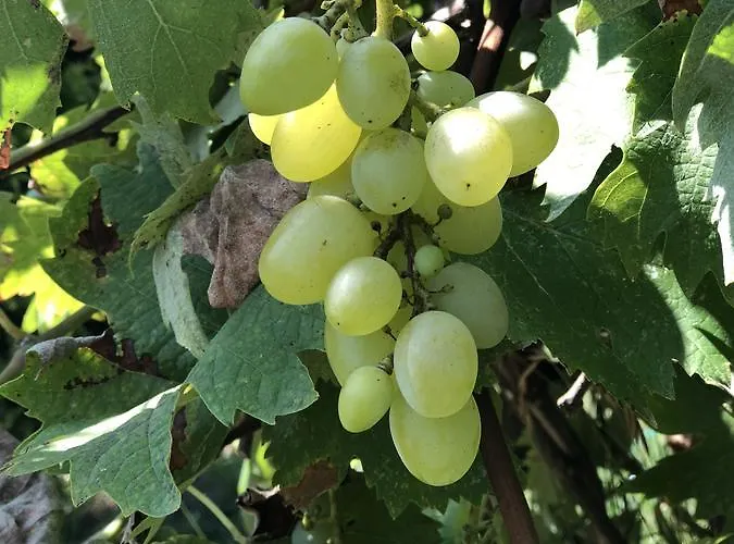 Mercan Villam Отель типа 