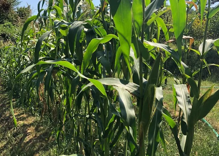 Mercan Villam Отель типа 