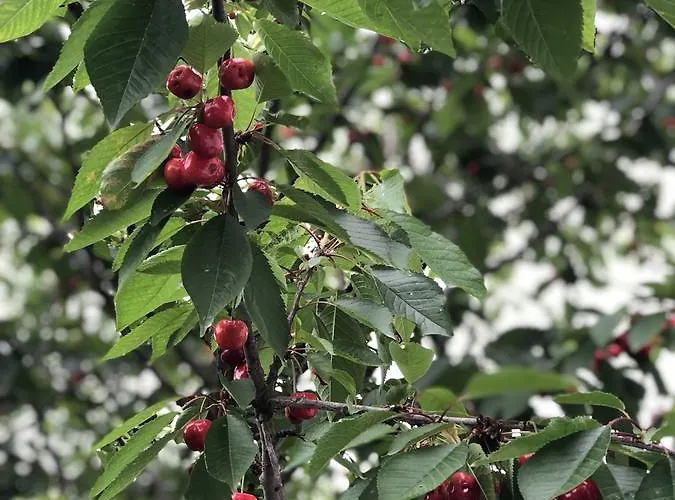 Mercan Villam Отель типа 